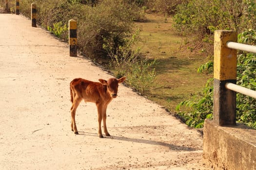 Baby cow, calf on the road on the Thakhek Motobrike Loop, Laos 2023