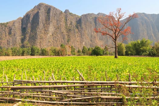 View onto a red blooming tree in bright green, lush farmland, Thakhek Motorbike Loop, Laos 2023