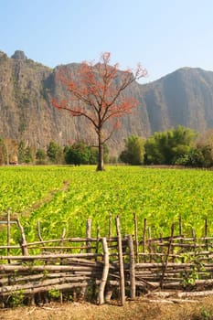View onto a red blooming tree in lush, green farmland, Thakhek Motorbike Loop, Laos 2023