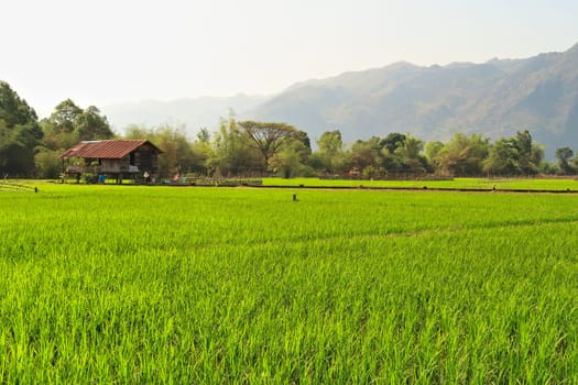 View onto bright green, lush rice fields, paddies, farmland on the Thakhek Motorbike Loop, Laos 2023