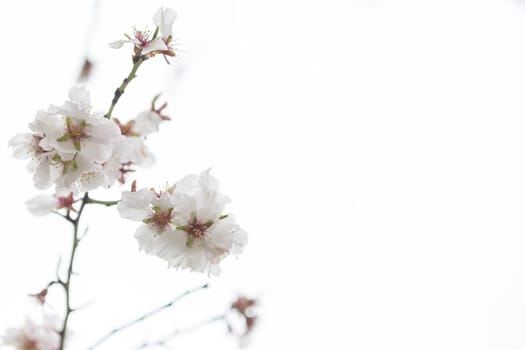 close up almond blossoms. High resolution photo