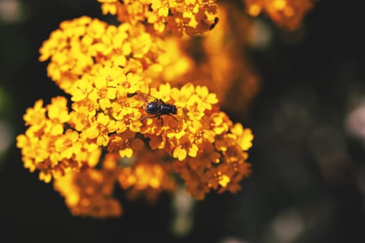 Fly on yellow blooming flower. Macro.