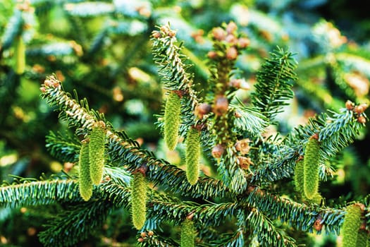 Cones background. Selective focus on various young green fir-tree cones on tree branches. Christmas decoration. Macro. Spring pine green needles.