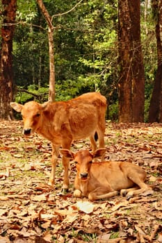 Two baby cows, calves is resting on fallen leaves, foliage near the camp on the other side of Kong Lor Cave, a tourist attraction on the Thakhek Motorbike Loop, Laos 2023