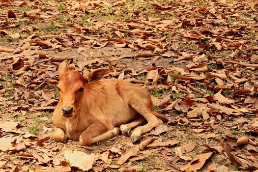 A baby cow, calf is resting on fallen leaves, foliage near the camp on the other side of Kong Lor Cave, a tourist attraction on the Thakhek Motorbike Loop, Laos 2023