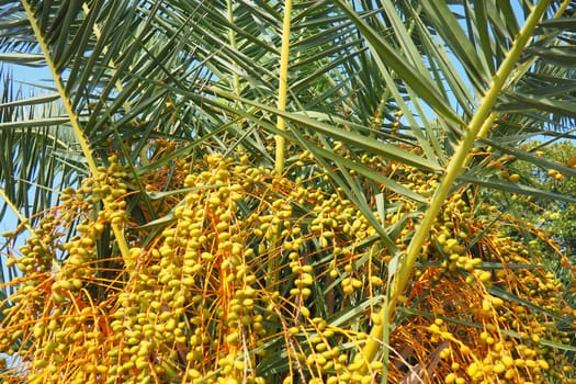 Ripening dates fruit on a palm tree branches, Phoenix dactylifera, commonly known as the date palm, a flowering-plant species in the palm family, Arecaceae, cultivated for edible sweet fruit of dates.