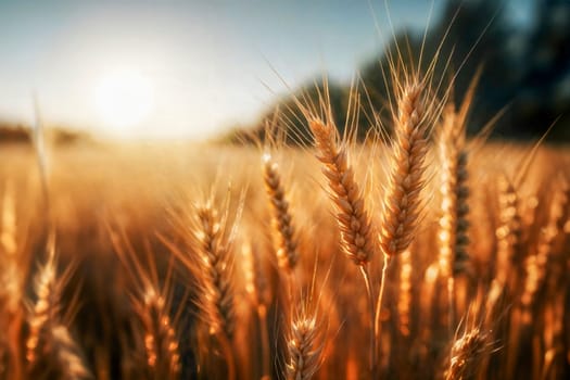 Close-up of a golden wheat field illuminated by warm sunset light, showcasing the beauty of agriculture and natural landscapes. Ideal for concepts of harvest, nature, and rural life.