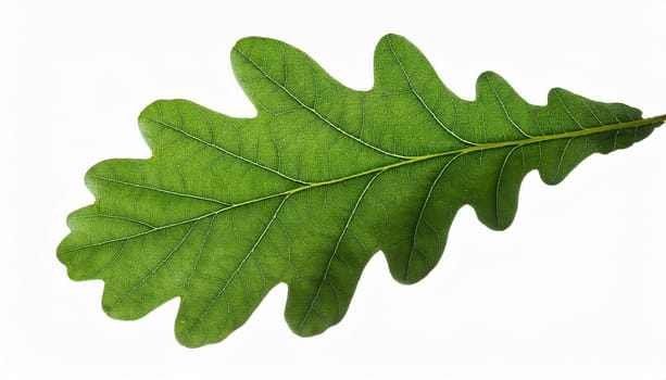 oak tree leaf cut out, AI generated image