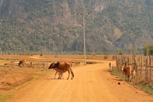 A calf is drinking from the mother cow on the middle of the road, dirtroad, on the way to cool pool, a tourist attraction on the Thakhek Motorbike Loop, Laos 2023