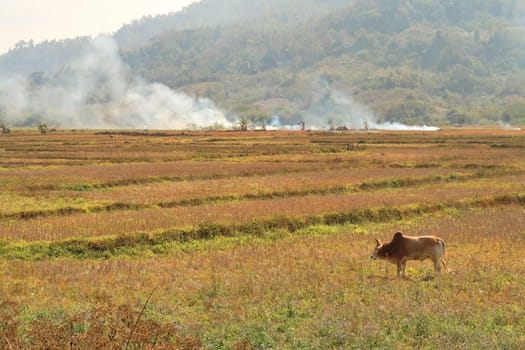 The countryside of northern Laos during burning season, an ox, cow, bull is standing on a field, a lot of smoke rises in the background, on the Thakhek Motorbike Loop, Laos 2023
