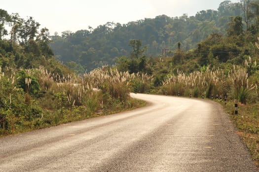 The road winding through beautiful vegegtation, plants on the Thakhek Motorbike Loop, Laos 2023