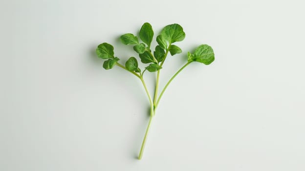 Minimalist spin of a single piece of watercress