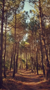 Mysterious pine forests hiding ancient secrets