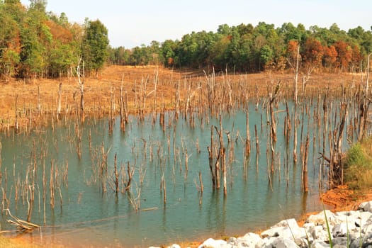 View onto submerged trees, the flooded forest of Nam Theun, now in the reservoir lake of a hydroelectric dam along the Thakhek Motorbike Loop, Laos 2023