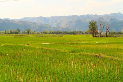 View onto lush, bright rice paddies, fields, farmland on the Thakhek Motorbike Loop, Laos 2023