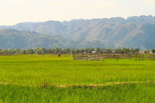 View onto lush, bright rice fields, paddies, farmland with a local farmer, worker on it, Thakhek Motorbike Loop, Laos 2023