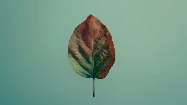 Minimalist shot of a spinning slice of amaranth leaves