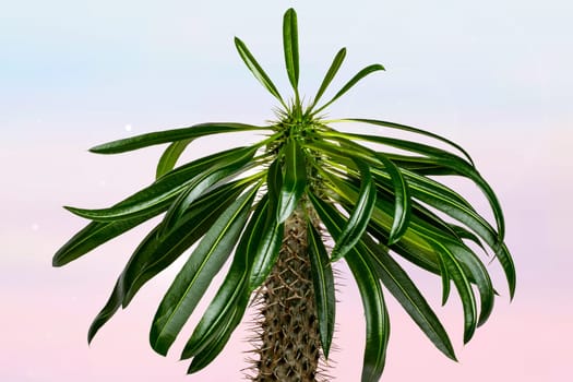 Palm tree over abstract blurred sunny tropical beach background. Madagascar palm cactus growing in Madagascar and Africa. Succulent plant. Advertising.