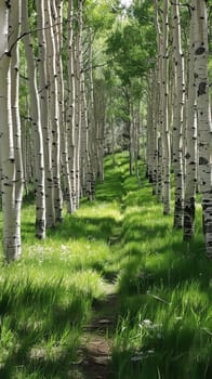 Tranquil aspen groves shimmering in the wind
