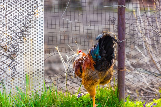 Rooster is squeezing through the hole in old wire fence at summer day.