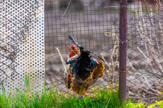 Rooster is squeezing through the hole in old wire fence at summer day.