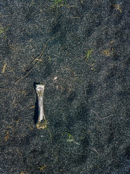 bone laid on black sand or ashes surface under direct sun light, high angle view