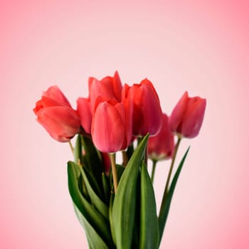 Red tulip bouquet on pastel pink background. Minimal creative flower gift for mothers and valentine day. Modern floral still life.