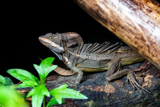 The common basilisk (Basiliscus basiliscus), species of lizard in the family Corytophanidae. Manuel Antonio National Park, Costa Rica wildlife