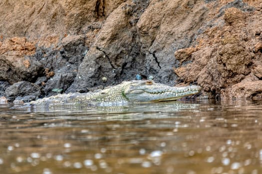 Resting crocodile with opened mouth full of tooths, American crocodile (Crocodylus acutus), Rio Tarcoles, Costa Rica Wildlife