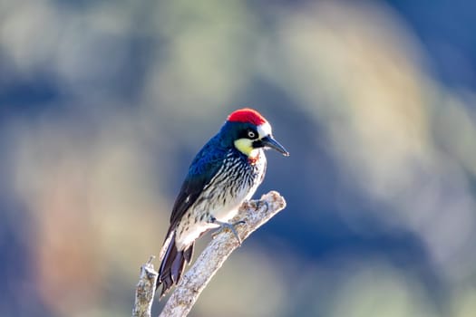 Acorn woodpecker (Melanerpes formicivorus) in natural habitat, San Gerardo de Dota, Wildlife and birdwatching in Costa Rica.