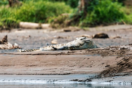 Resting crocodile with opened mouth full of tooths, American crocodile (Crocodylus acutus), Rio Tarcoles, Costa Rica Wildlife
