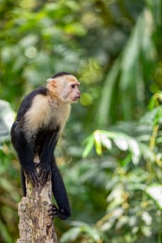 Colombian white-faced capuchin (Cebus capucinus) on tree, Manuel Antonio National Park, Costa Rica wildlife