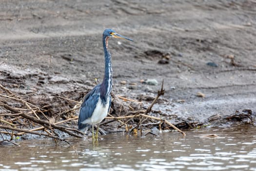 Tricolored heron (Egretta tricolor), known as the Louisiana heron, small species of heron native to coastal parts of the Americas. Rio Tarcoles, Costa Rica Wildlife