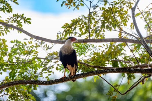 Crested caracara, (Caracara plancus), bird of prey sitting on tree trunk, Puntarenas Costa Rica wildlife
