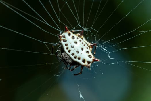 Gasteracantha cancriformis (spinybacked orbweaver), species of orb-weaver spider (family Araneidae). Curu Wildlife Reserve, Costa Rica wildlife.
