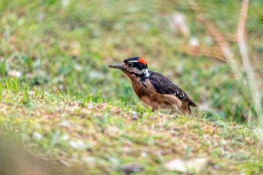 Hairy woodpecker (Leuconotopicus villosus) looking for food on ground, San Gerardo de Dota, Wildlife and birdwatching in Costa Rica.