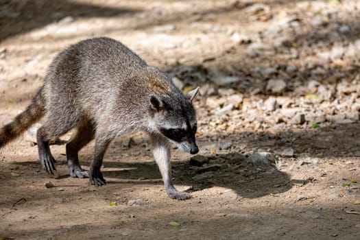 Crab-eating raccoon or South American raccoon (Procyon cancrivorus) looking for food in small river. Curu Wildlife Reserve, Costa Rica wildlife