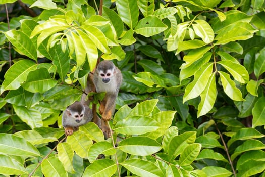 Cute playful Central American squirrel monkey (Saimiri oerstedii), Quepos, Costa Rica wildlife