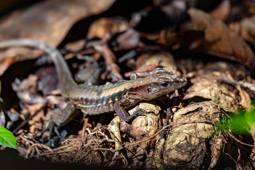 Holcosus undulatus, known as the barred whiptail, the metallic ameiva, and the rainbow ameiva, species of lizard in the family Teiidae. Manuel Antonio National Park, Costa Rica wildlife.