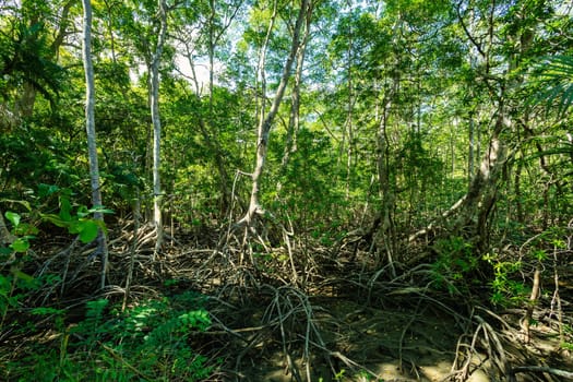 Rainforest in Curu Wildlife Reserve, Costa Rica wildlife. Picturesque paradise tropical landscape. Pura Vida concept, travel to exotic tropical country.