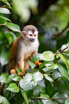 Cute playful Central American squirrel monkey (Saimiri oerstedii), Quepos, Costa Rica wildlife