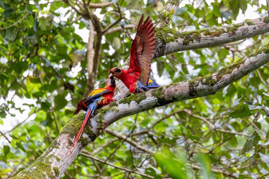 Scarlet macaw (Ara macao), couple perched on tree. Quepos, Wildlife and bird watching in Costa Rica.