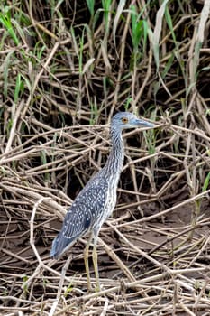 Yellow-crowned night heron juvenile (Nyctanassa violacea), is one of two species of night heron in genus Nyctanassa. Rio Tarcoles, Wildlife and birdwatching in Costa Rica.