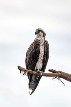 Bird of Prey Osprey (Pandion haliaetus), perched on tree above the River Tarcoles. Wildlife and birdwatching in Costa Rica.