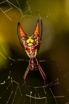 Micrathena, known as spiny orbweavers, is a genus of orb-weaver spiders. Curu Wildlife Reserve, Costa Rica wildlife.