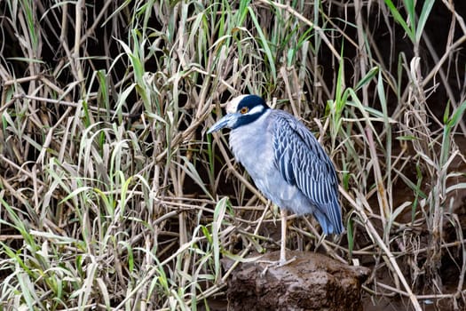Yellow-crowned night heron (Nyctanassa violacea), is one of two species of night heron in genus Nyctanassa. Rio Tarcoles, Rio Tarcoles, Wildlife and birdwatching in Costa Rica.