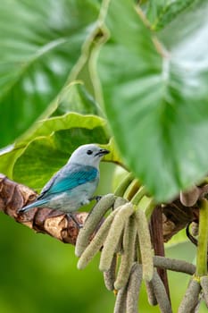 Blue-gray tanager (Thraupis episcopus), medium-sized South American songbird. Puntarenas, Wildlife and bird watching in Costa Rica.