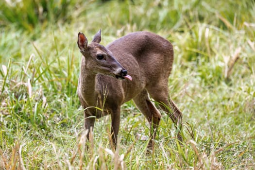 White-tailed deer (Odocoileus virginianus), also known commonly as the whitetail and the Virginia deer. Curu Wildlife Reserve, Costa Rica wildlife