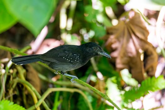 Black-hooded antshrike (Thamnophilus bridgesi), species of bird in subfamily Thamnophilinae of family Thamnophilidae. Manuel Antonio National Park. Wildlife and birdwatching in Costa Rica.