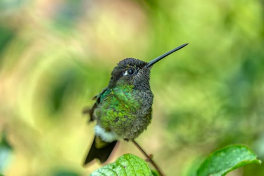 Violet-headed hummingbird (Klais guimeti) Beautiful bird at San Gerardo de Dota, Wildlife and birdwatching in Costa Rica.